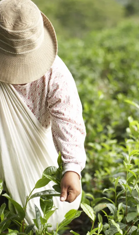 Tea picker working in near the town of Chimate in the Yungas region of Bolivia.