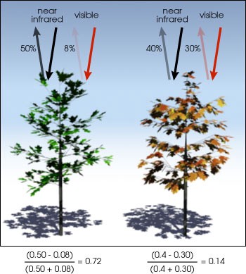 Illustration comparing ratios of near infrared and visible light to two different outcomes of trees