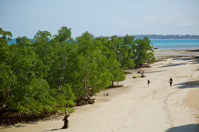 Mangrove coastal ecosystem Zanzibar