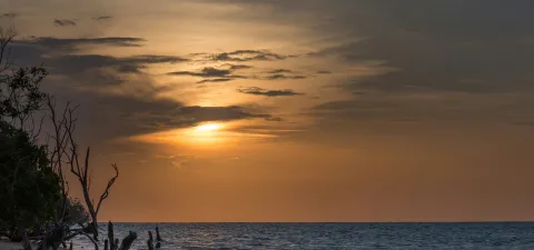 Suriname / Vincent Van Zalinge / Unsplash
