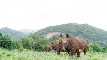 Rhinos, Will Wardle