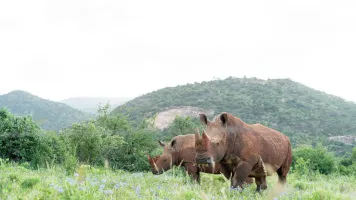 Rhinos, Will Wardle