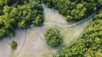 Mangroves