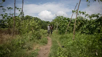Two farmers walking in a crop field in Ghana