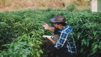 A farmer inspects his crops for insects in Indonesia.