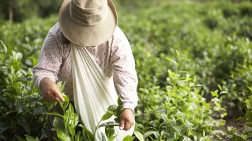 Tea picker working in near the town of Chimate in the Yungas region of Bolivia.