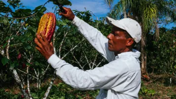 farmer man in cocoa plantation, tending and harvesting, Ecuadorian cocoa