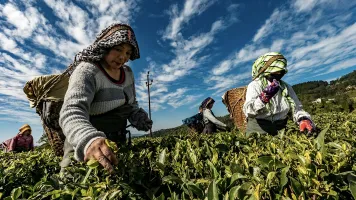 People in a field