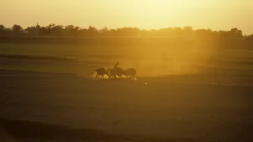 Golden dust rises from a field as a farmer tills it with his plough animals.