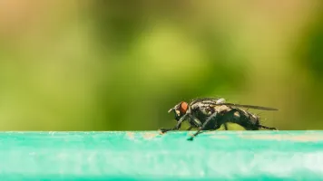 Tsetse fly close-up