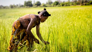 Female farmer harvesting a rice field in Morondova, Madagascar (Credit: Nok Lek / Shutterstock).
