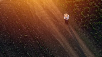 Farmer in sugar beet crop field