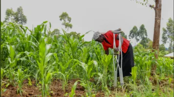 Woman looking after crops