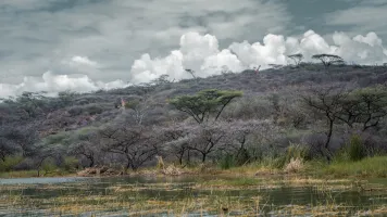 Giraffes trapped at Longicharo Island