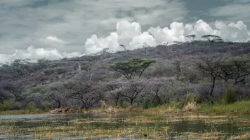 Giraffes trapped at Longicharo Island