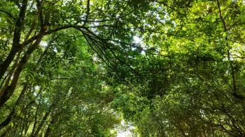 View of the forest in Suriname