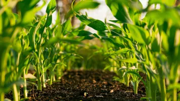 A close up of green plants growing in soil. Photo by Steven Weeks, via Unsplash
