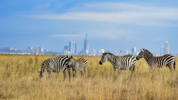Zebras infront of Nairobi's cityscape 