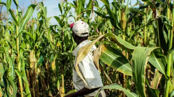  Man working on a cornfield in Kenya, Africa 