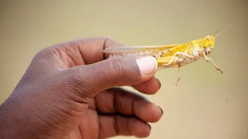 Hand holding a desert locust