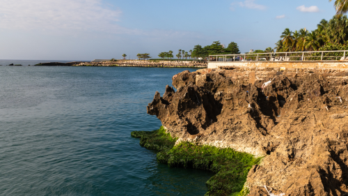Sargassum along the shore. 