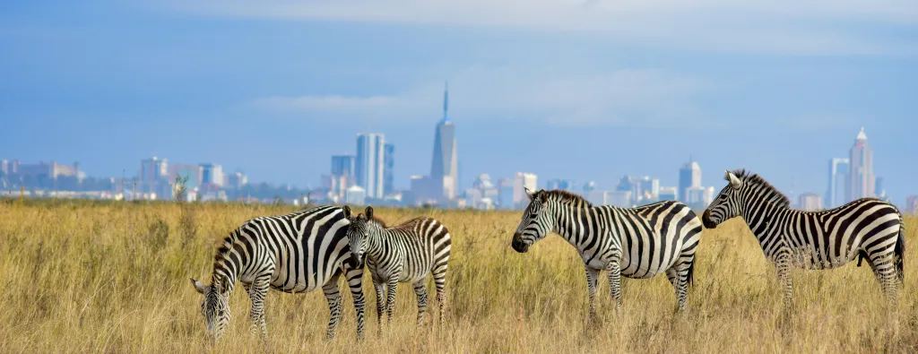 Zebras and the Nairobi skyline: Grace Nandi/Unsplash