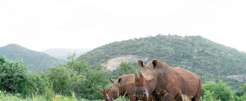 Rhinos, Will Wardle