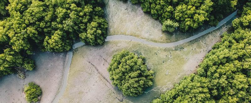 Mangroves