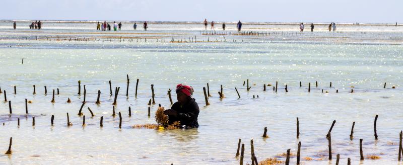 Tanzania Seaweed Farm
