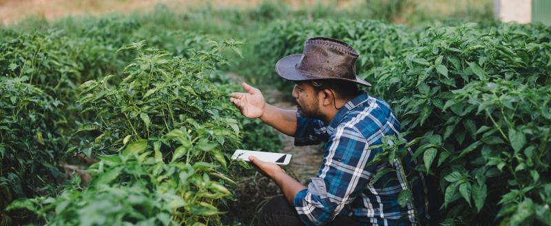 A farmer inspects his crops for insects in Indonesia.
