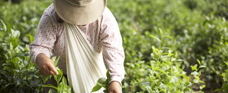 Tea picker working in near the town of Chimate in the Yungas region of Bolivia.