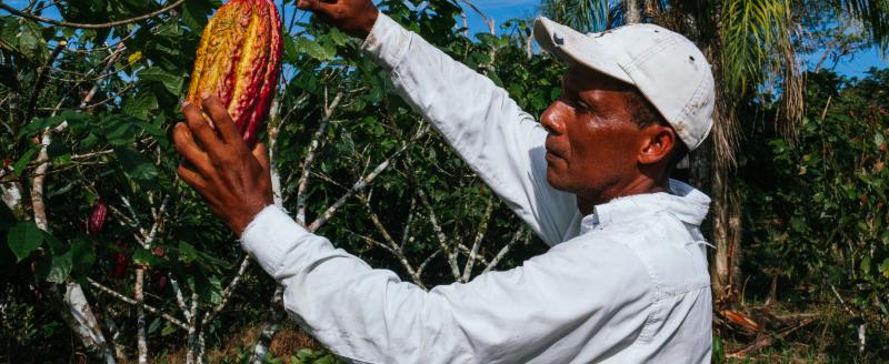 farmer man in cocoa plantation, tending and harvesting, Ecuadorian cocoa