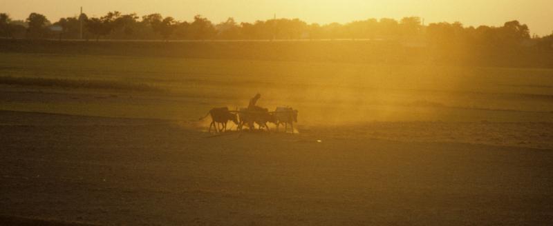 Golden dust rises from a field as a farmer tills it with his plough animals.