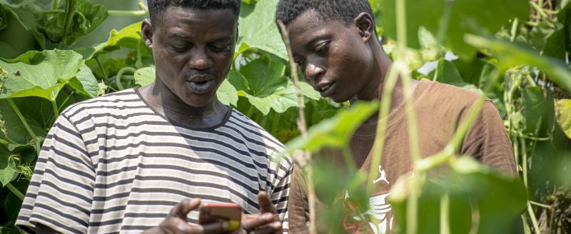 Two men in Ghana look at a cell phone in an agricultural setting.