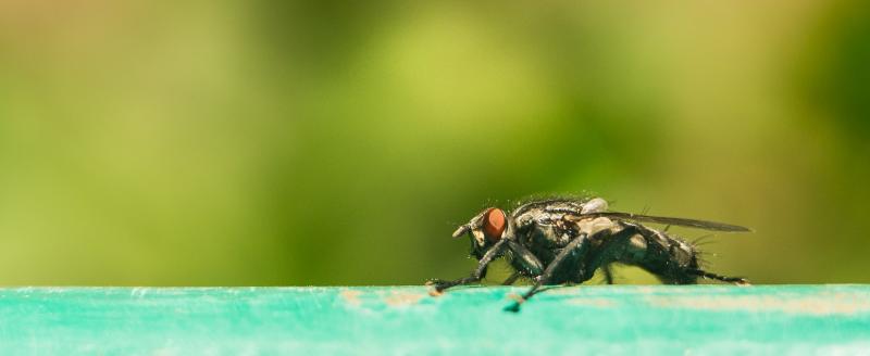 Tsetse fly close-up