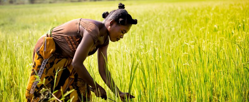 Female farmer harvesting a rice field in Morondova, Madagascar (Credit: Nok Lek / Shutterstock).