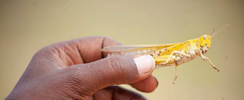 Hand holding a desert locust