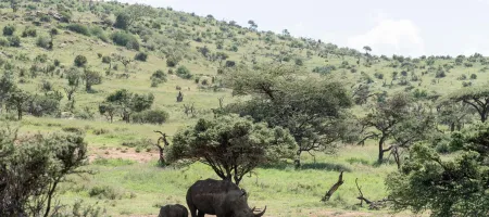 Rhinos, Will Wardle