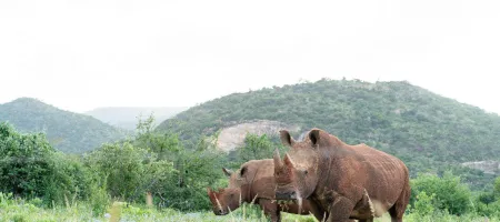 Rhinos, Will Wardle