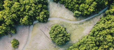 Mangroves