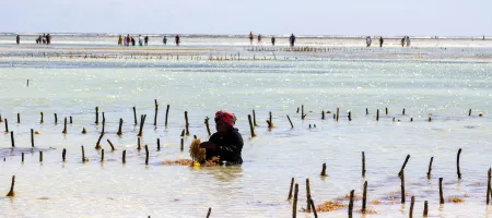 Tanzania Seaweed Farm