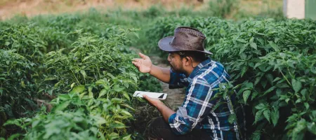 A farmer inspects his crops for insects in Indonesia. 