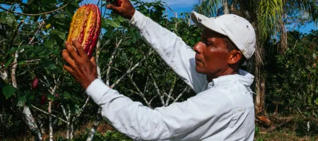 farmer man in cocoa plantation, tending and harvesting, Ecuadorian cocoa
