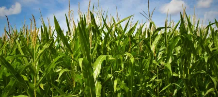 Crop field