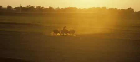 Golden dust rises from a field as a farmer tills it with his plough animals.