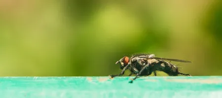 Tsetse fly close-up