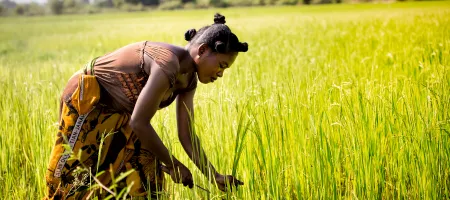 Female farmer harvesting a rice field in Morondova, Madagascar (Credit: Nok Lek / Shutterstock). 