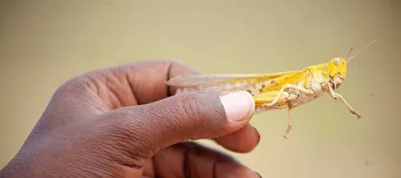 Hand holding a desert locust