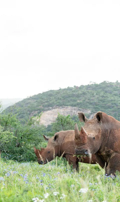 Rhinos, Will Wardle