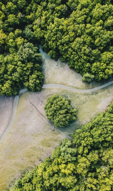 Mangroves